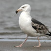 Great Black-backed Gull